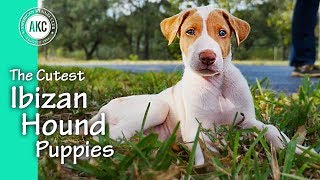 The Cutest Ibizan Hound Puppies [upl. by Olivier]