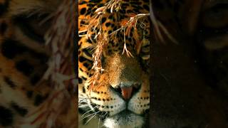 Cuidado ⚠️👀 peligrosos animales jaguar [upl. by Goodman]