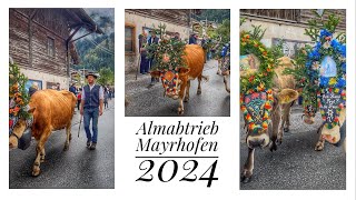 🇦🇹Almabtrieb🐮MAYRHOFEN 2024❤️🐄 Austria Zillertal 05102024 [upl. by Ybok]