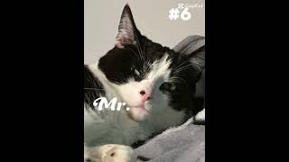 Top 10 goodie woobies foryou trending cat [upl. by Nolyk]