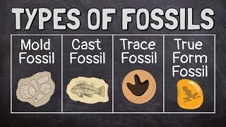 What Are Fossils [upl. by Emilie648]