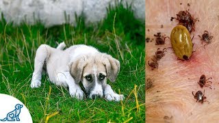 Symptoms of Lyme Disease in Dogs And Why Its SO Dangerous  Professional Dog Training Tips [upl. by Kandace707]