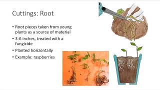 Asexual Plant Propagation [upl. by Tiffany]