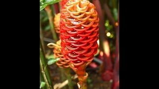 Costa Rica Plants and Flowers [upl. by Ahsrav]