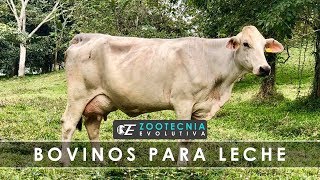 BOVINOS DE LECHE PARA TRÓPICO [upl. by Aiderfla]