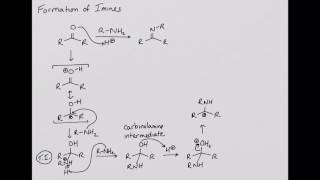 Formation of Imines [upl. by Nyrhtakyram233]