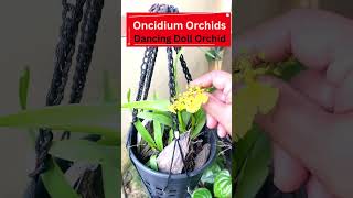 Growing Oncidium Orchids – How To Care For Oncidium Dancing Ladies  Dancing Doll Orchid [upl. by Montford567]