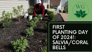 First Day of Planting of 2024 Salvia Coral Bells [upl. by Acie191]