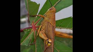 ULTRAMANHEAD HOPPER LOVE TO EAT CASSAVA LEAVES grasshopper insects gardenlife mybackyard [upl. by Madelin34]