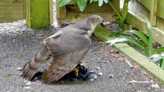 Sparrowhawk and Starling [upl. by Gunzburg1]