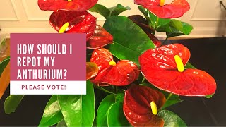 How Should I Repot My Anthurium Please Vote [upl. by Rosner]