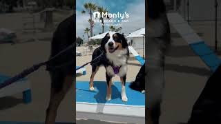 Dog Beach amp Bar in Long Beach montysdogbeach longbeach california dogfriendly [upl. by Lednik]