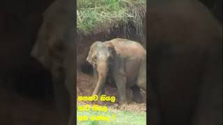 කහනව කියල කාට කියල කහ ගන්නද elephant srilankanews shotrs [upl. by Ettenwahs622]