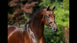 4yo stallion by Fürstenball x Royal Dance [upl. by Alamat]