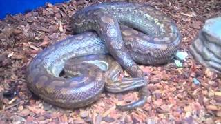 Paraguayan Rainbow Boa Epicrates cenchria crassus [upl. by Ailedroc674]