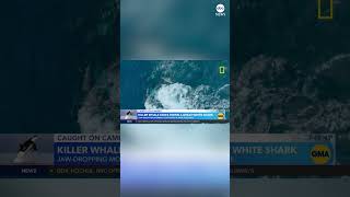 Orca takes down great white shark on camera [upl. by Moshell]