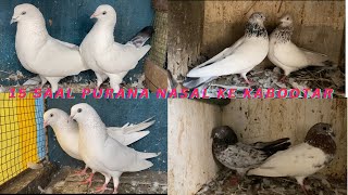 15 Saal Purana Nasal Ke High Flyer Desi Breeding Pair For Sale  Nayaab 7028188023 [upl. by Geoffry858]