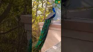 peacock🦚😍 peacockrangoli mor morpankh birds birdsounds peafowl mayur pets morning [upl. by Reltuc314]