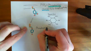 Clathrin Mediated Endocytosis and The Endocytic Pathway Part 7 [upl. by Nocam]