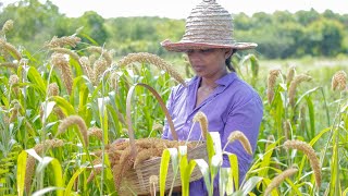 Foxtail Millet harvesting Thana hal and make sweet  mali cooking [upl. by Iat]