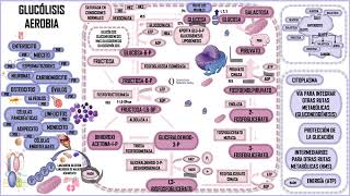 GLUCÓLISIS AEROBIA RECAPITULANDO [upl. by Poul]