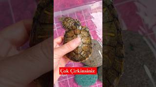 Çirkin yavru kaplumbağalar 🐢🐢😜 turtles kaplumbağalar [upl. by Raimundo805]