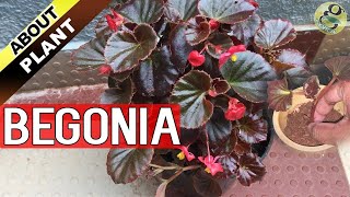 BEGONIA PLANT CARE How to Grow and Propagate Begonia Cuttings  Garden Tips in English [upl. by Feledy]