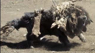 Tibetan Dog in the native land by Zhong Chen Dogue du Tibet [upl. by Aitram]