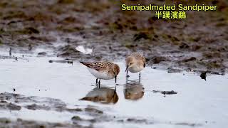 Semipalmated Sandpiper 半蹼濱鷸 [upl. by Abbotsen482]