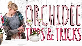 ORCHIDEE TIPPS amp TRICKS  DEKO DIY [upl. by Hepza]