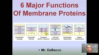 6 Major Functions of Cell Membrane Proteins [upl. by Llenrod348]