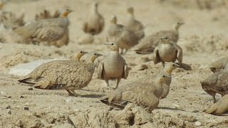 SPOTTED SANDGROUSE 1 [upl. by Seadon772]