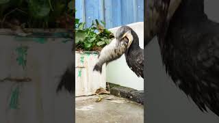 Cormorant eats fish bigger than its own head [upl. by Eelegna302]