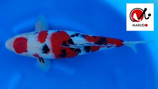 Sanke  Marudo Koi Farm  Nisai geb 2023 52cm w RS KOI CONSULTING PREMIUM SELECTION [upl. by Sudbury]