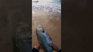 Beach Fishing NSW South Coast  Lake ConjolaConjola Beach fishing fish fishingaustralia [upl. by Hartnett]