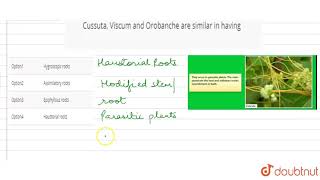 Cussuta Viscum and Orobanche are similar in having [upl. by Coleman424]