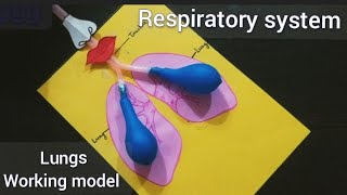 Respiratory system working model Lungs working model Science project sciencemodel [upl. by Settle7]