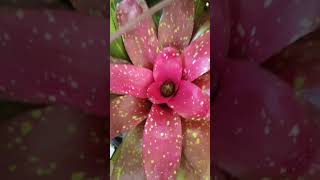 Beautiful bromeliads plant plants garden shortvideo trending [upl. by Noslen]