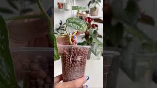 The Best Substrate for Plant Propagation 🌱 succulentsbox plants houseplant propagation shorts [upl. by Ravo]