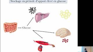 Pascal FERRÉ La stéatose hépatique  une histoire métabolique vieille de 4500 ans [upl. by Rhyne]