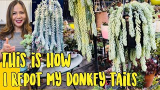 How to Repot Donkey Tail or Burro Tail Successfully  Succulents by Vonny [upl. by Prager191]