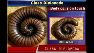 Class DIPLOPODA [upl. by Tomas493]