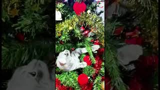 Funny cat is playing in the Christmas tree ♥️ viral cat funnycats ytshorts [upl. by Arateehc]