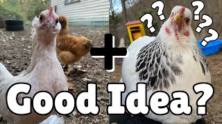 Integrating Bantam Chickens with Standard Chickens [upl. by Dylane]