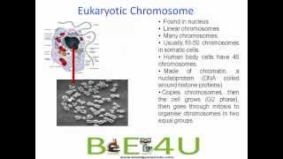 Difference between Prokaryotic and Eukaryotic Chromosomes  Cell Biology  biologyexams4u [upl. by Fariss507]