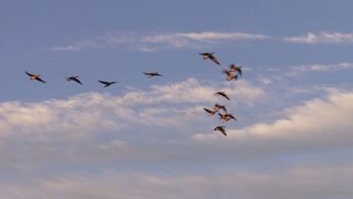 Episode 38 Canada Goose Migration [upl. by Drue]