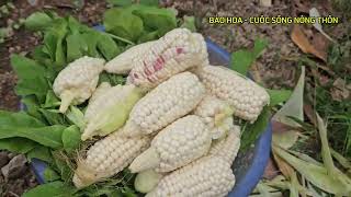 Vào vườn hái rau 🥬 bẻ bắp ngô nếp 🌽 tự cung tự cấp sạch sẽ [upl. by Siuoleoj]