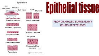 Simple squamous epithelium histology [upl. by Nwahsan65]