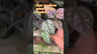 Piper sylvaticum comes red like piper ornatum terrarium terrariumplants piper piperaceae plant [upl. by Labannah]