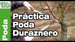 ✂️PODA del 🍑 DURAZNERO y planificación y el cómo hacerlo en el campo  Parte 2 de 2 [upl. by Zanahs645]